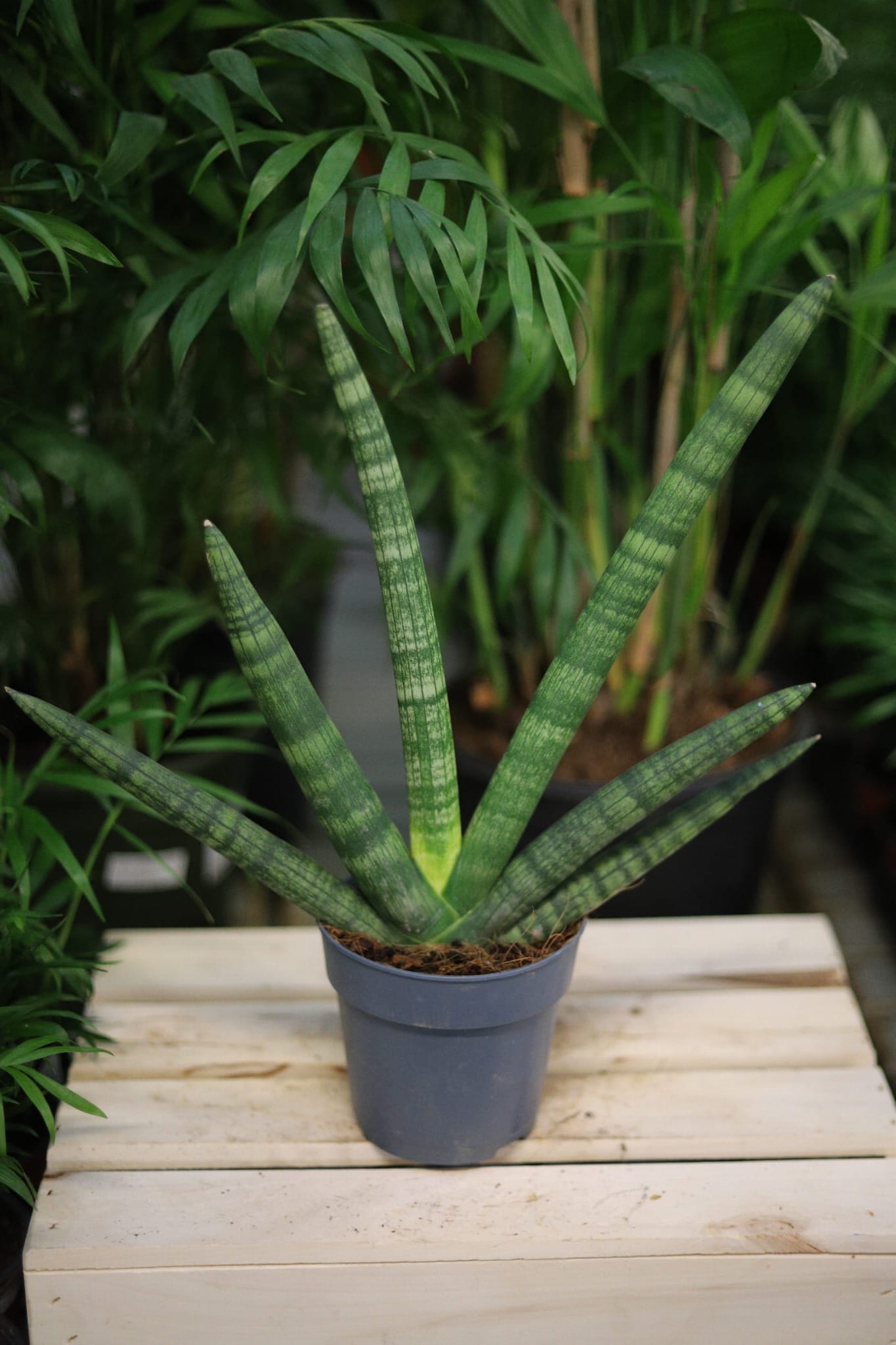 Sansewieria Cylindryczna Boncel