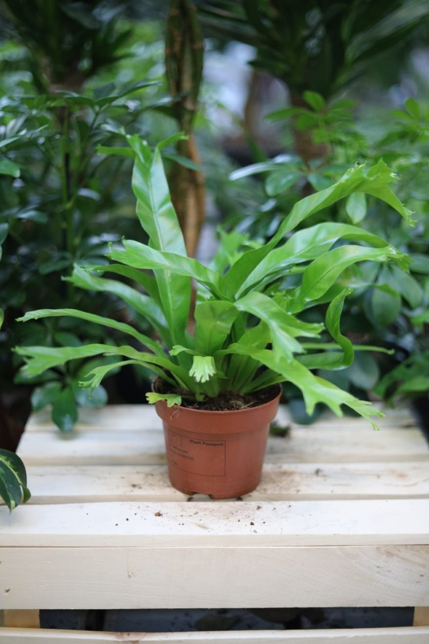 Asplenium nidus Crissie (Zanokcica) (1).JPG