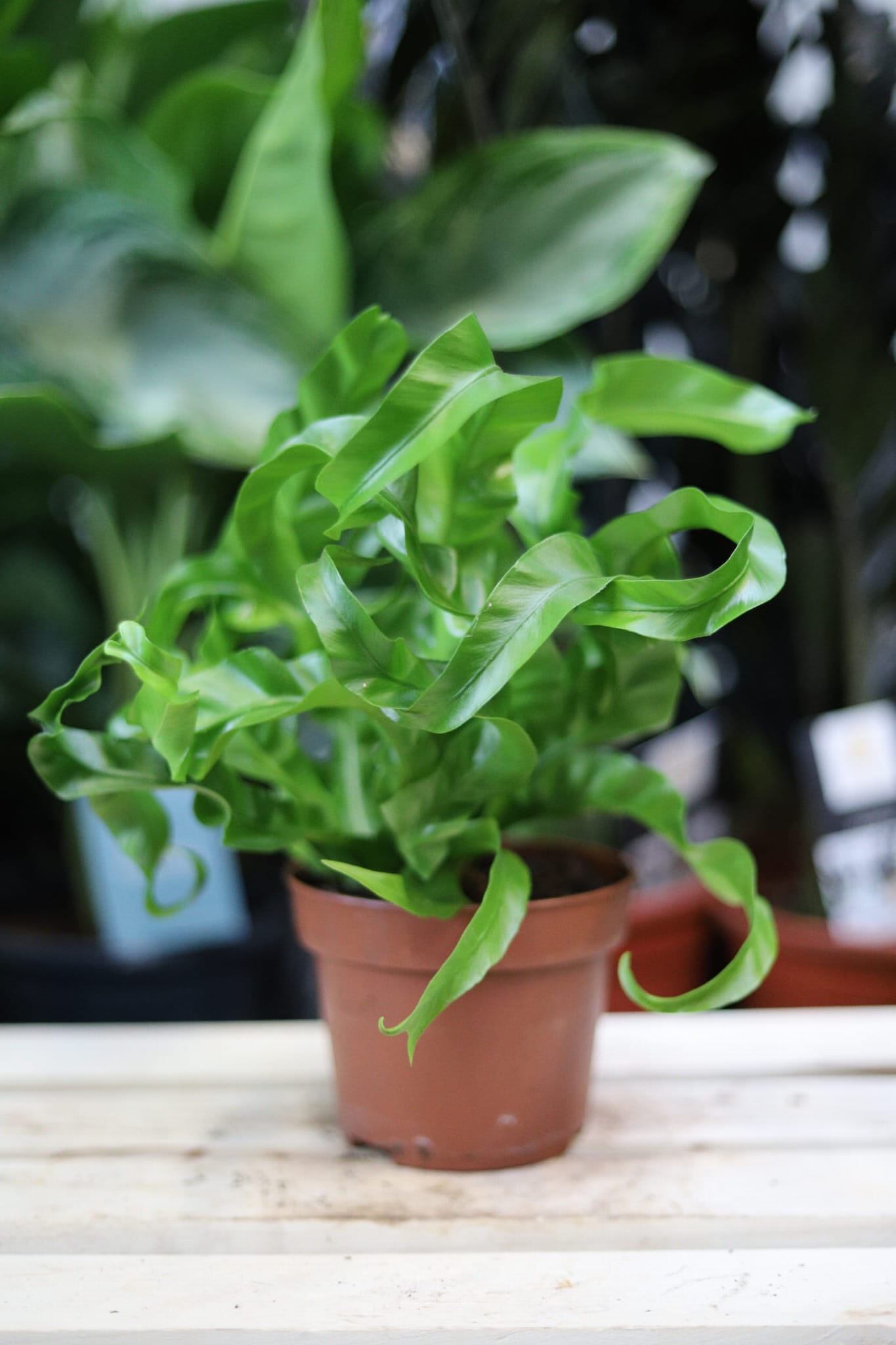 Asplenium antiquum Hurricane (Zanokcica) (1).JPG