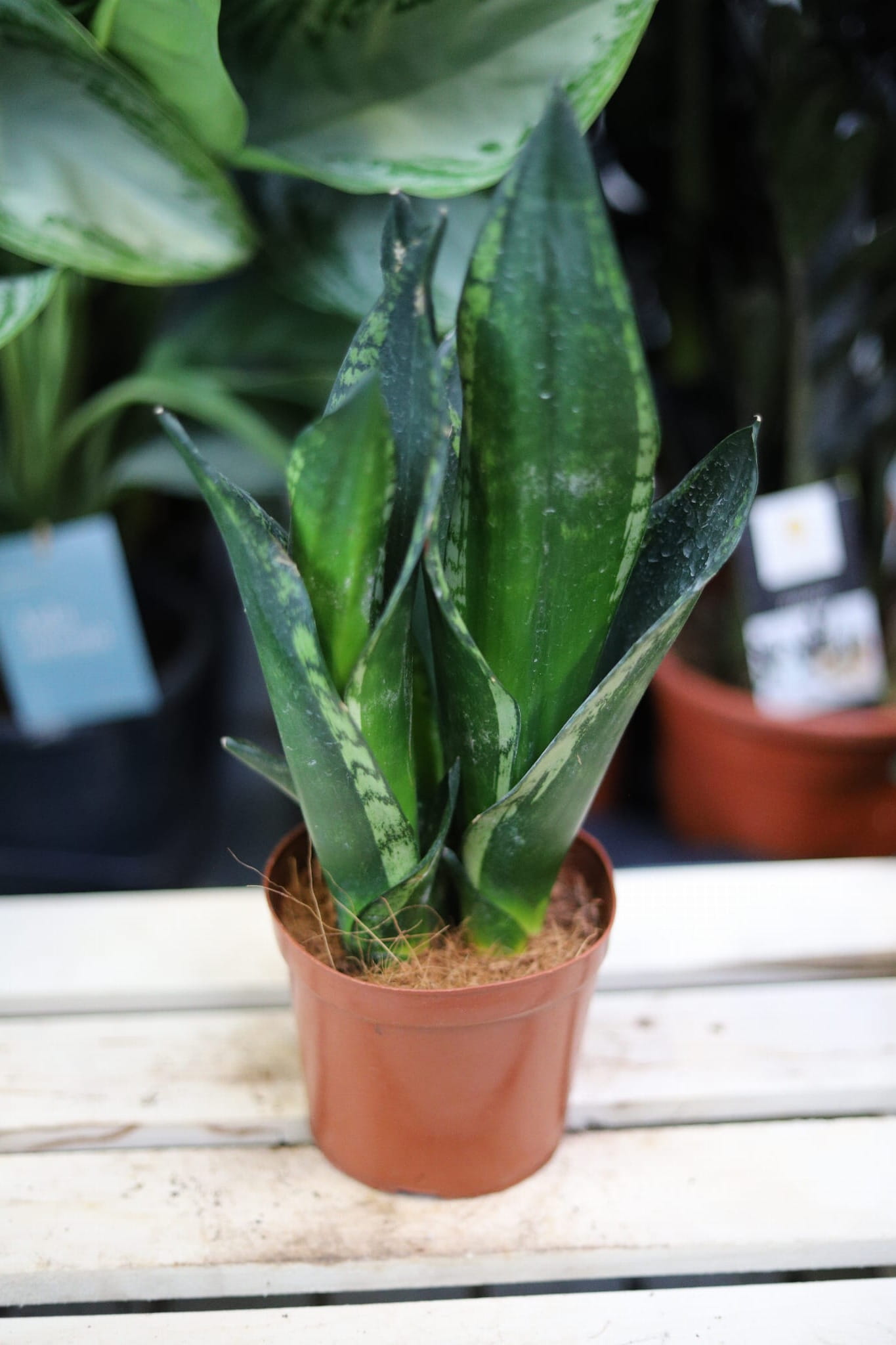 Sanseveria Silver Flame (1).JPG