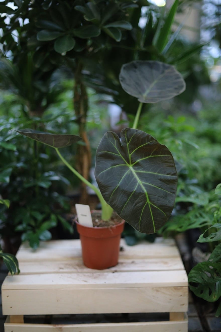 Alocasia Regal Shields (Alokazja) (1).JPG