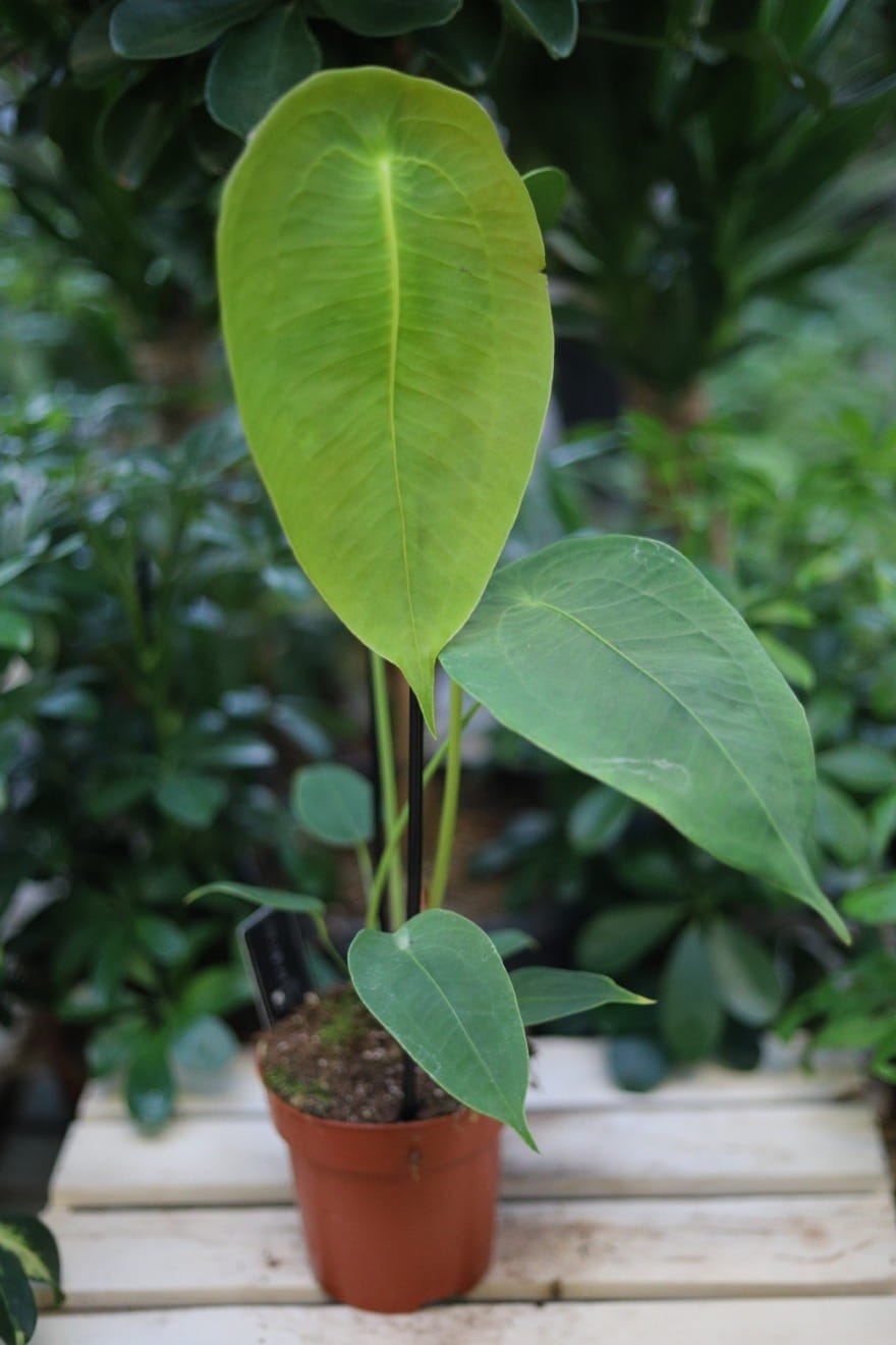 Anthurium peltigerum (Anturium) (1).JPG