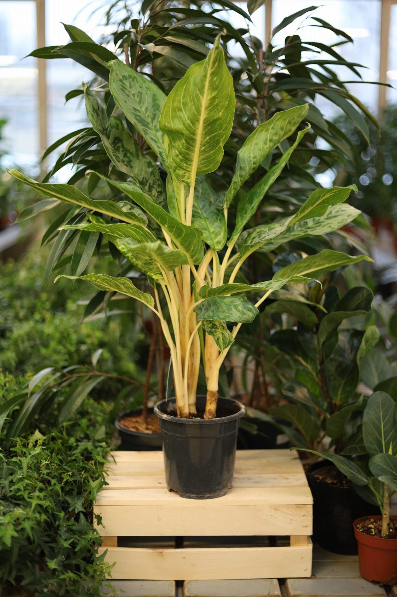 Aglaonema Peacock (1).JPG