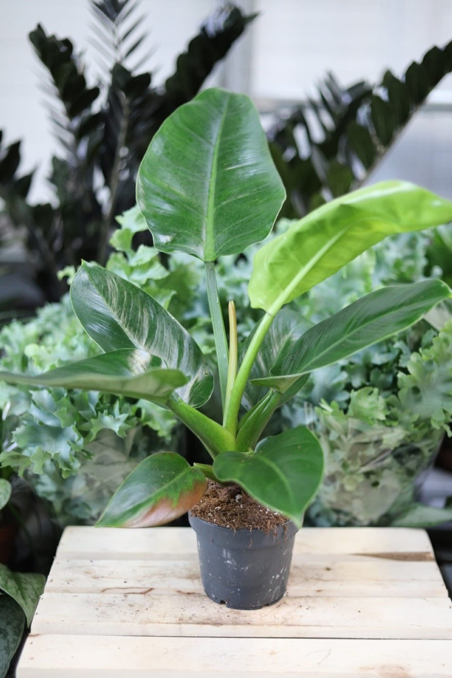 Philodendron Imperial Green to efektowna roślina doniczkowa o dużych, ciemnozielonych liściach, idealna do domu i biura, dodająca wnętrzom elegancji.