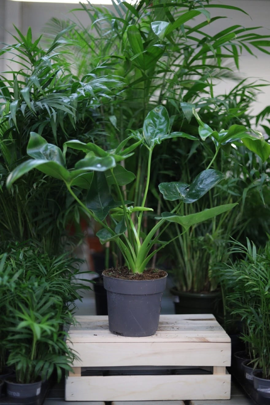 Philodendron Fun Bun (Filodendron) XL (1).JPG