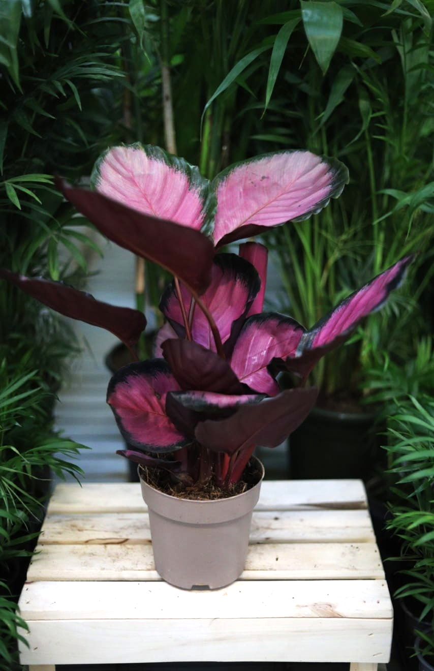 Calathea Roseopicta Crimson