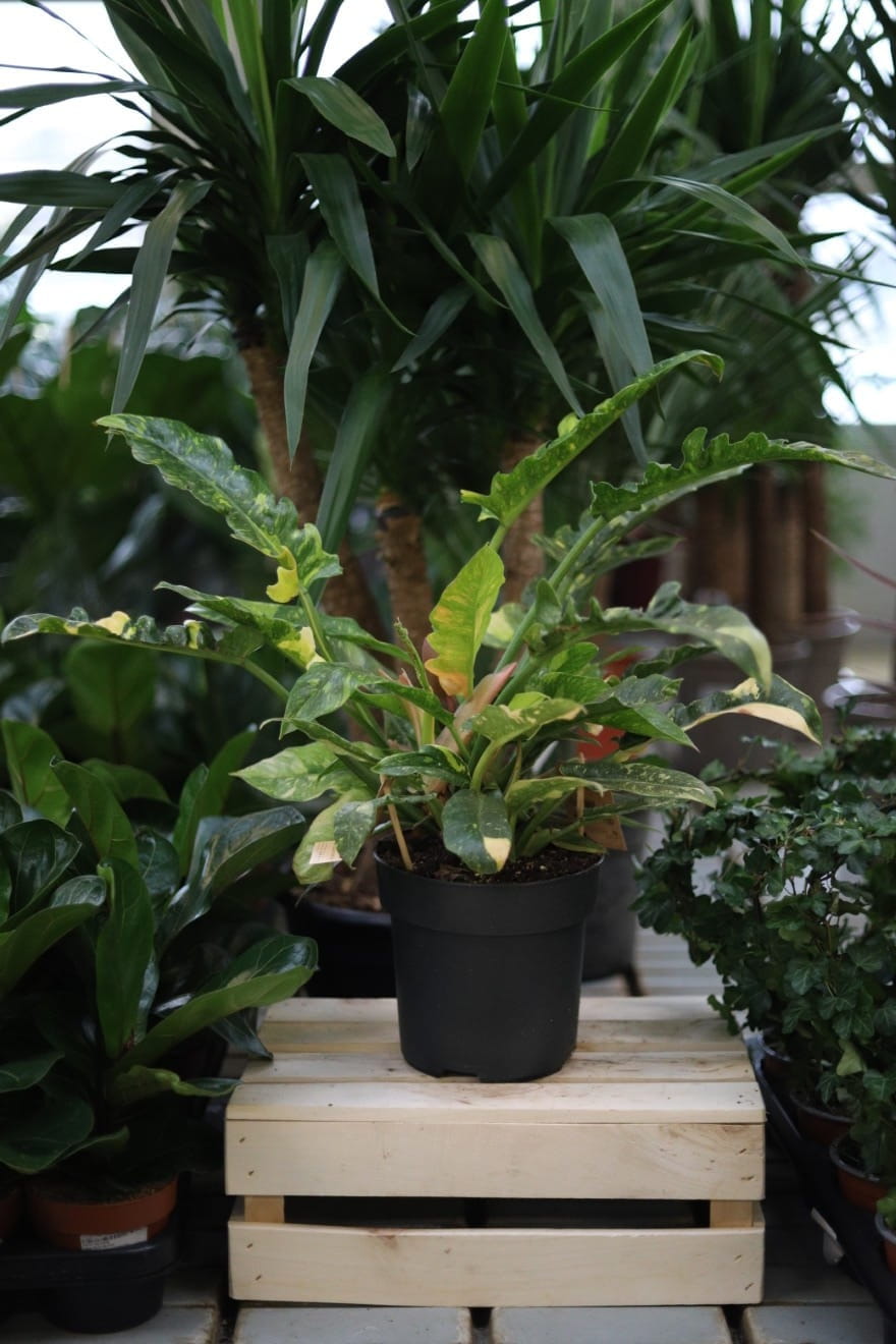 Philodendron 'Ring of Fire' – dekoracyjna roślina doniczkowa o intensywnie czerwono-zielonych liściach. Idealna do nowoczesnych i tropikalnych wnętrz.