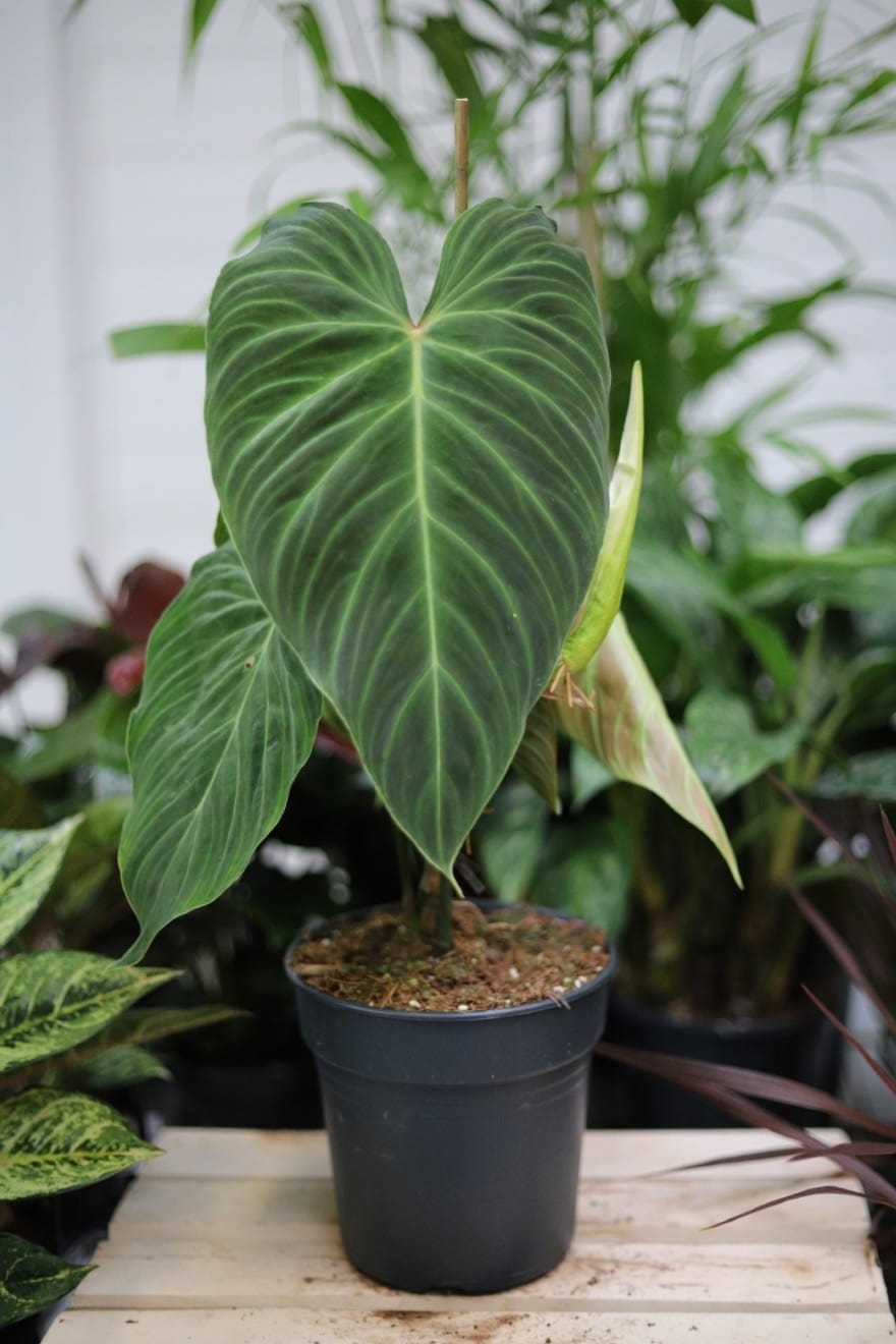 Philodendron Splendid (Filodendron) XL (1).JPG