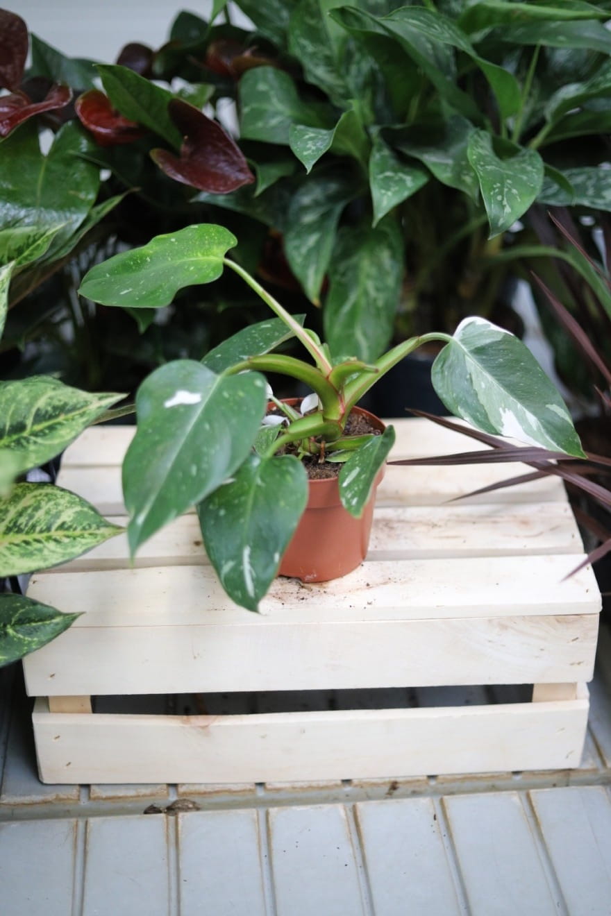 Philodendron 'White Princess' – efektowna roślina doniczkowa o zielono-białych liściach z dekoracyjnym marmurkowym wzorem. Idealna do nowoczesnych i tropikalnych wnętrz.