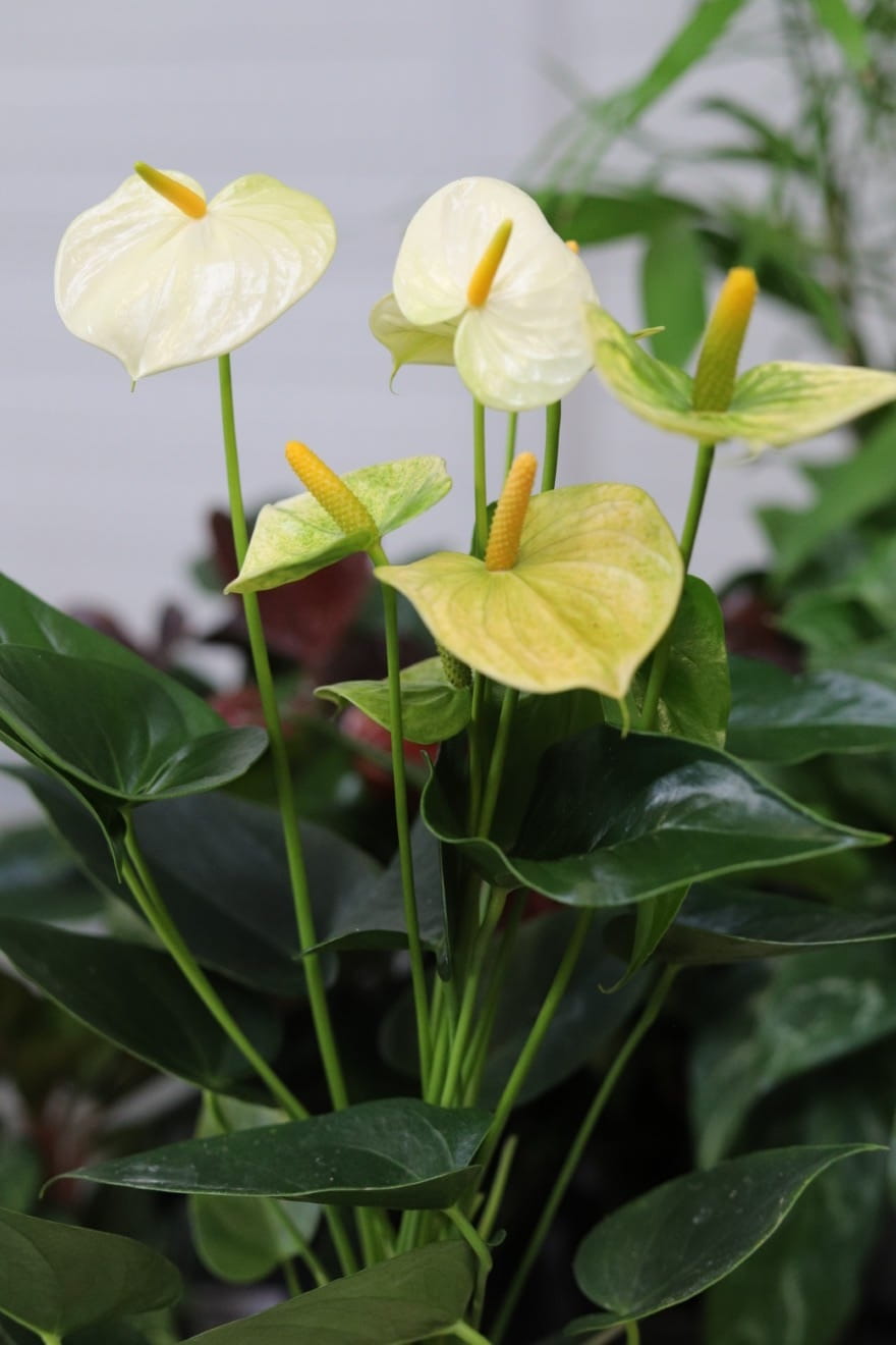 Anthurium Vanilla to elegancka roślina doniczkowa z kremowobiałymi kwiatami i błyszczącymi zielonymi liśćmi, idealna do domu i biura.