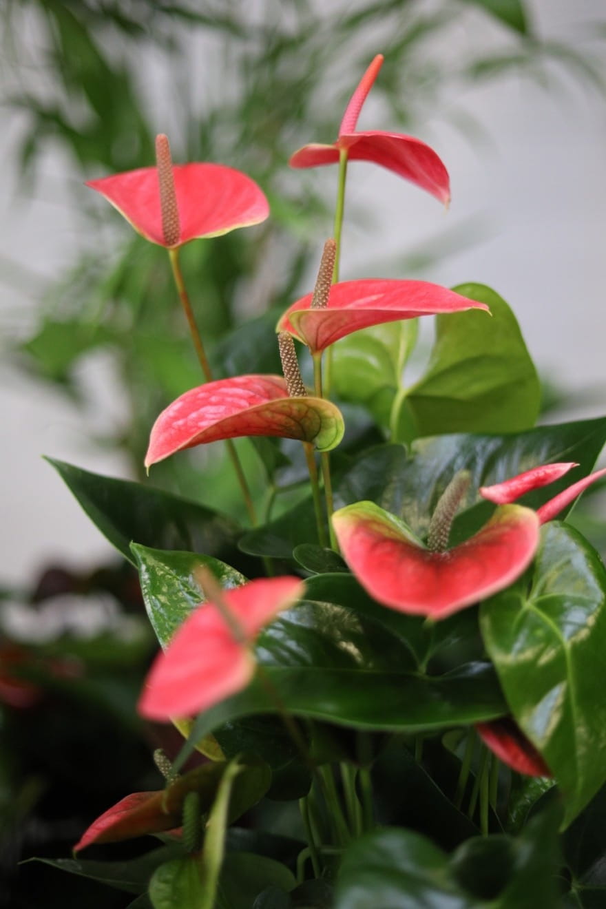 Anthurium andraeanum Sweet Dream to roślina doniczkowa z błyszczącymi liśćmi i delikatnie różowymi kwiatami – idealna ozdoba do domu lub biura.