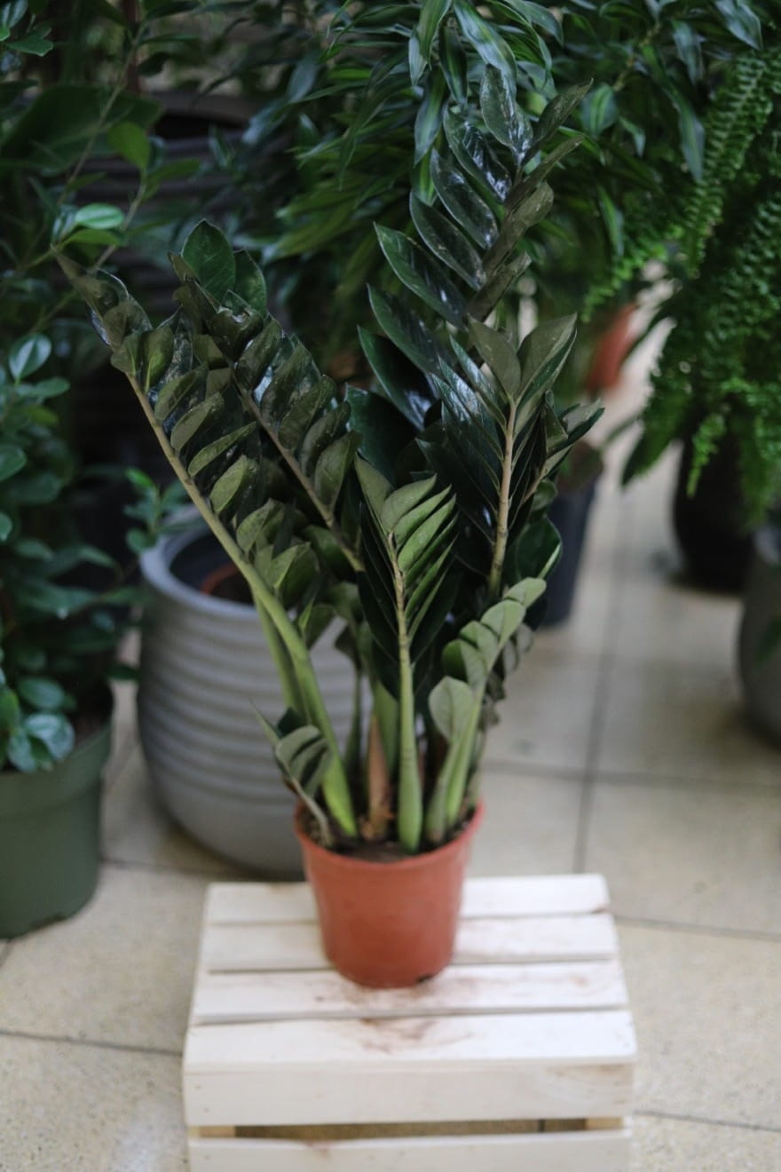 Zamioculcas zamiolistny 'Super Nova' XL – okazała roślina doniczkowa o lśniących, srebrzystych liściach. Doskonała do salonu, biura lub nowoczesnych wnętrz jako dekoracyjny akcent.