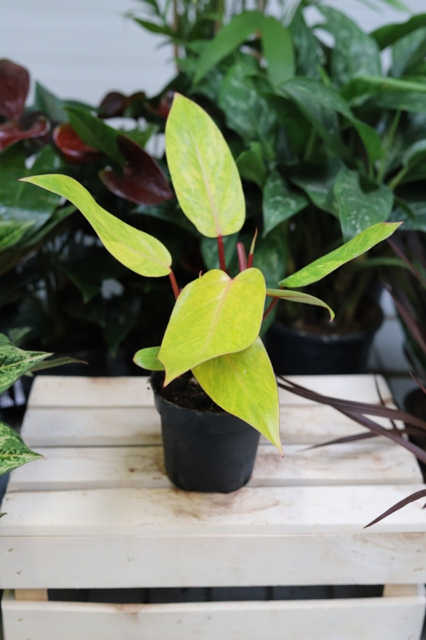 Philodendron Painted Lady – efektowna roślina doniczkowa o ciemnozielonych liściach z dekoracyjnymi, kremowo-różowymi przebarwieniami. Idealna do nowoczesnych i tropikalnych aranżacji wnętrz.