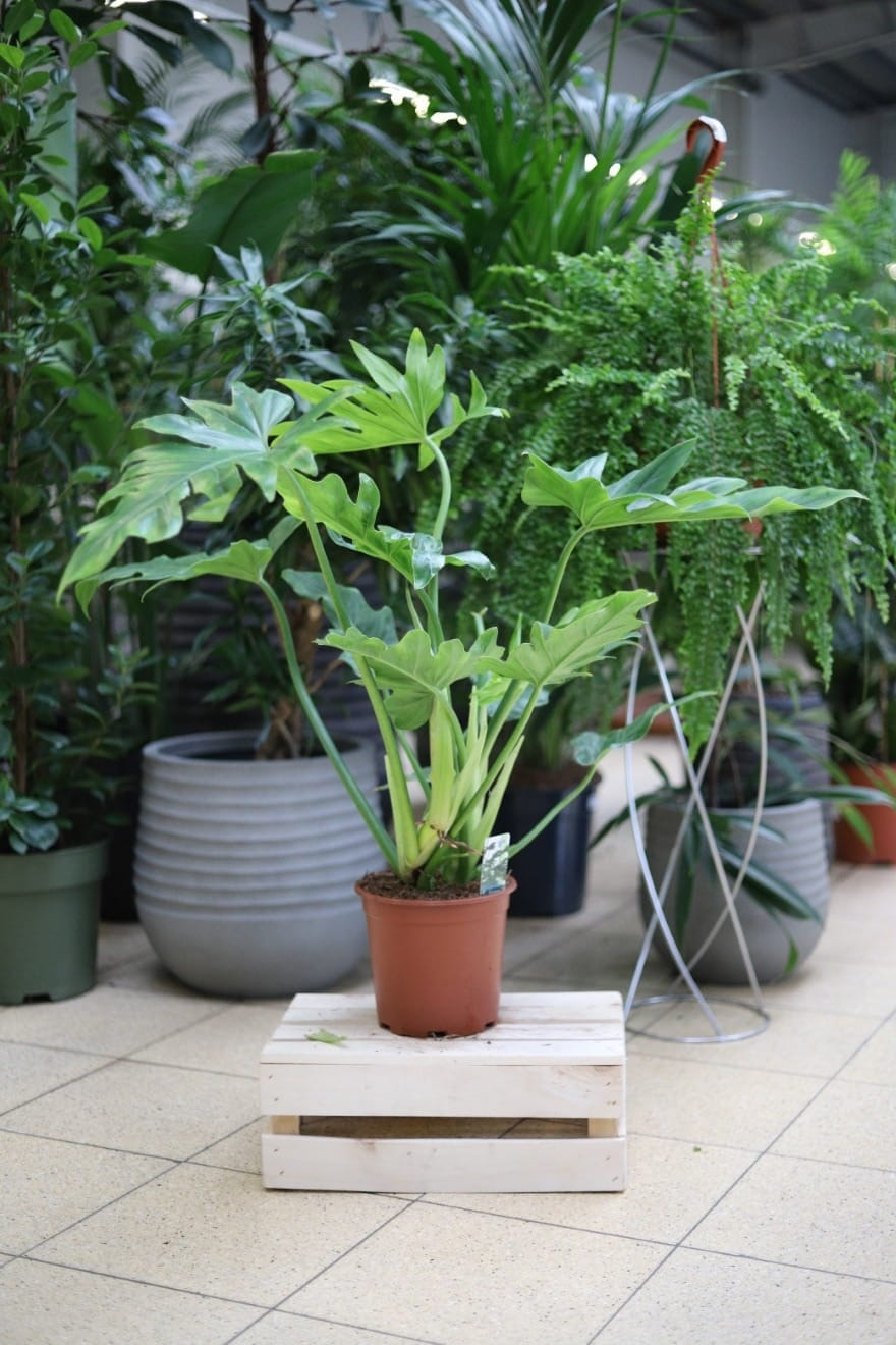 Philodendron Bob Cee XL – okazała roślina tropikalna o charakterystycznych, mocno powcinanych liściach. Idealna jako wyrazista, zielona dekoracja do przestronnych wnętrz.