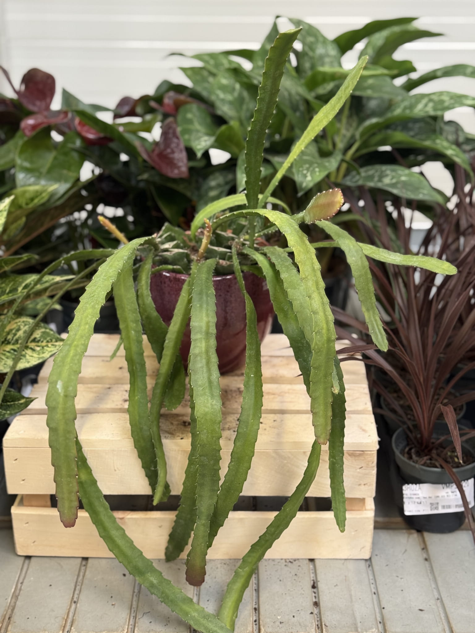 Epiphyllum ackermanii Red Tip XL – duży kaktus epifityczny o dekoracyjnych, przewieszających się pędach. Egzotyczna roślina doniczkowa o wyjątkowym, tropikalnym charakterze.