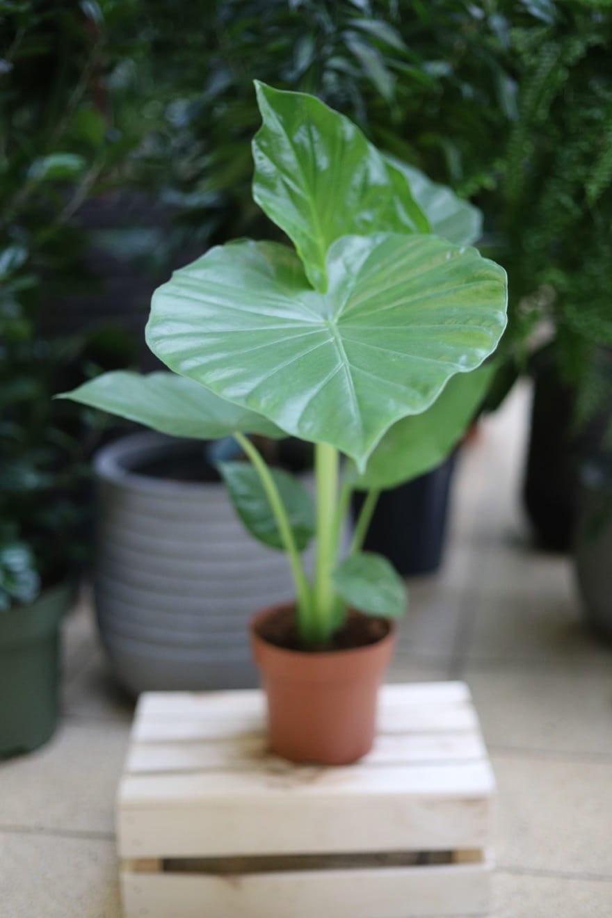 Alocasia macrorrhiza XL w pełnej okazałości – duża alokazja o spektakularnych, sercowatych liściach w intensywnie zielonym kolorze. Idealna roślina doniczkowa do przestronnych wnętrz, salonu lub biura w stylu urban jungle.
