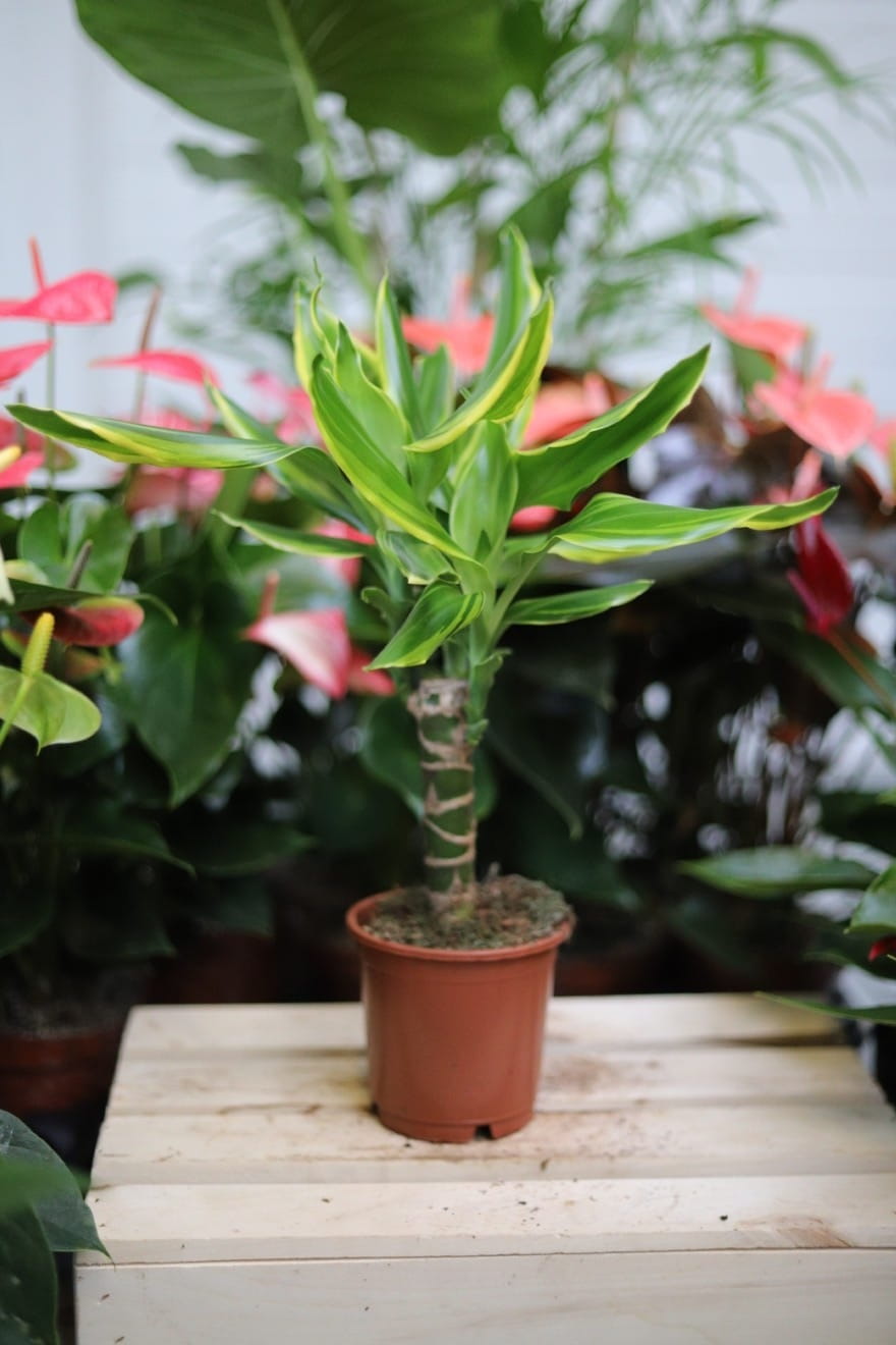 Dracaena Fragrans 'Golden Coast' – efektowna roślina doniczkowa o zielonych liściach z dekoracyjnymi żółtymi paskami. Idealna do nowoczesnych i tropikalnych wnętrz.
