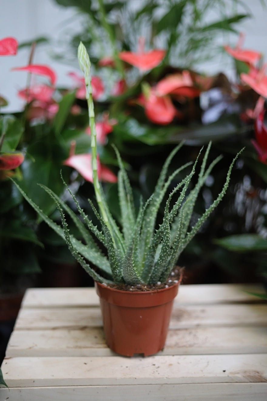 Aloe humilis – kompaktowy sukulent o mięsistych, zielonych liściach. Idealny do nowoczesnych, minimalistycznych wnętrz i kolekcji sukulentów.