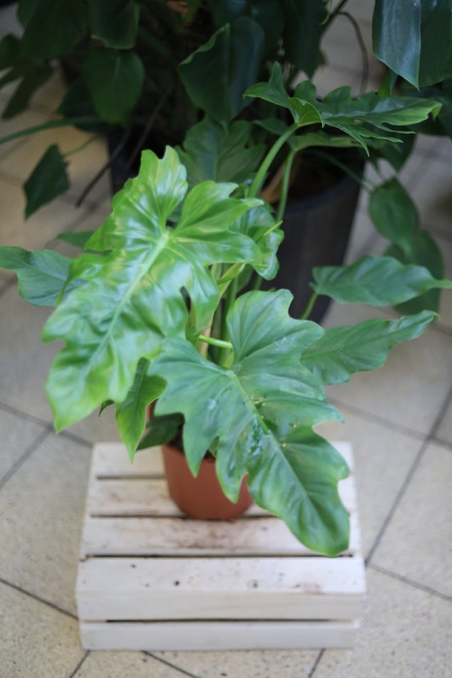 Philodendron Lacerum – dekoracyjna roślina doniczkowa o dużych, głęboko klapowanych liściach. Idealna do tropikalnych i nowoczesnych wnętrz.