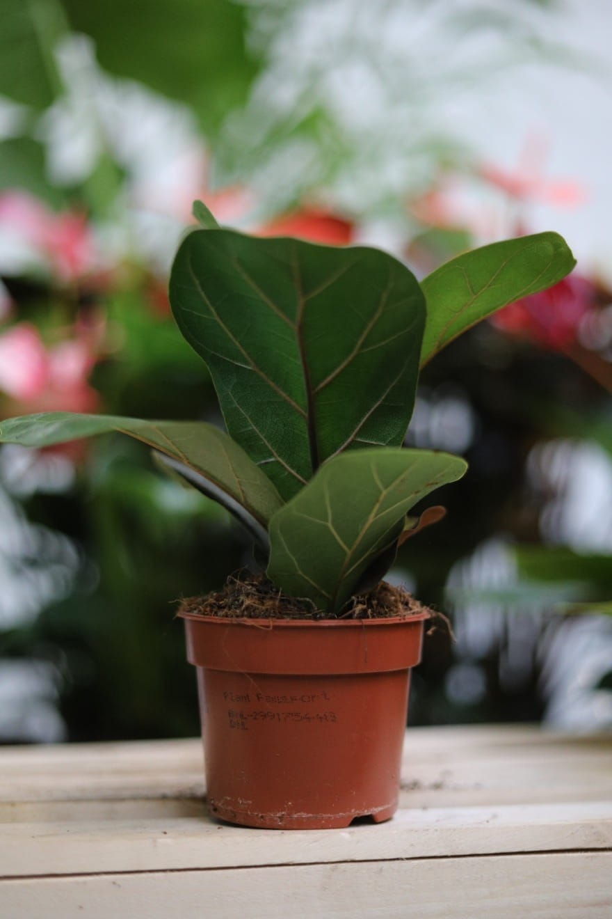 Ficus Lyrata Bambino – kompaktowa roślina doniczkowa o błyszczących, ciemnozielonych liściach. Idealna do nowoczesnych i tropikalnych wnętrz.