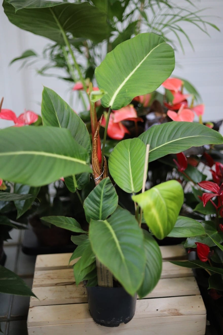 Philodendron geniculatum 'Jet Streak' (Filodendron) (4).JPG