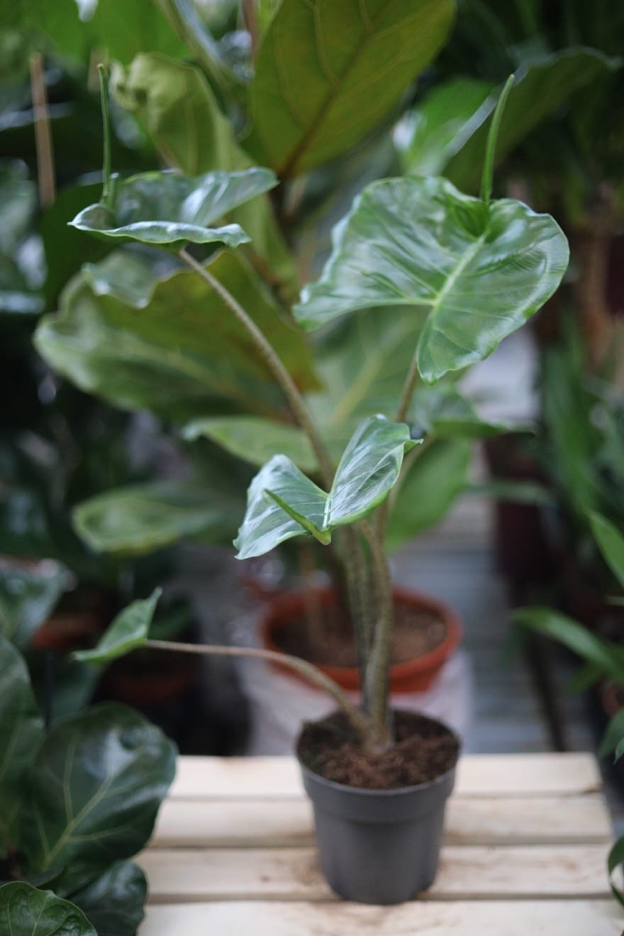Alocasia Macrorrhiza Stingray – oryginalna roślina tropikalna o charakterystycznych liściach przypominających kształtem płaszczkę. Wyjątkowa ozdoba do salonu lub kolekcji roślin egzotycznych.