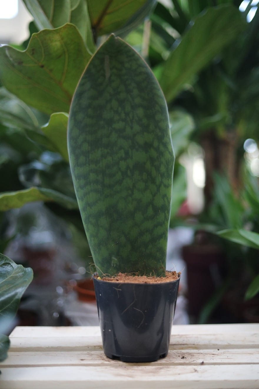 Sansevieria masoniana – dekoracyjna roślina doniczkowa o dużych, szerokich liściach z charakterystycznym wzorem. Idealna do nowoczesnych i minimalistycznych wnętrz.
