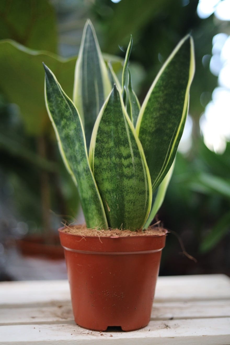 Sansevieria trifasciata 'Canary' – dekoracyjna roślina doniczkowa o pionowych, jasnozielonych liściach z charakterystycznym obrzeżeniem. Idealna do nowoczesnych wnętrz.