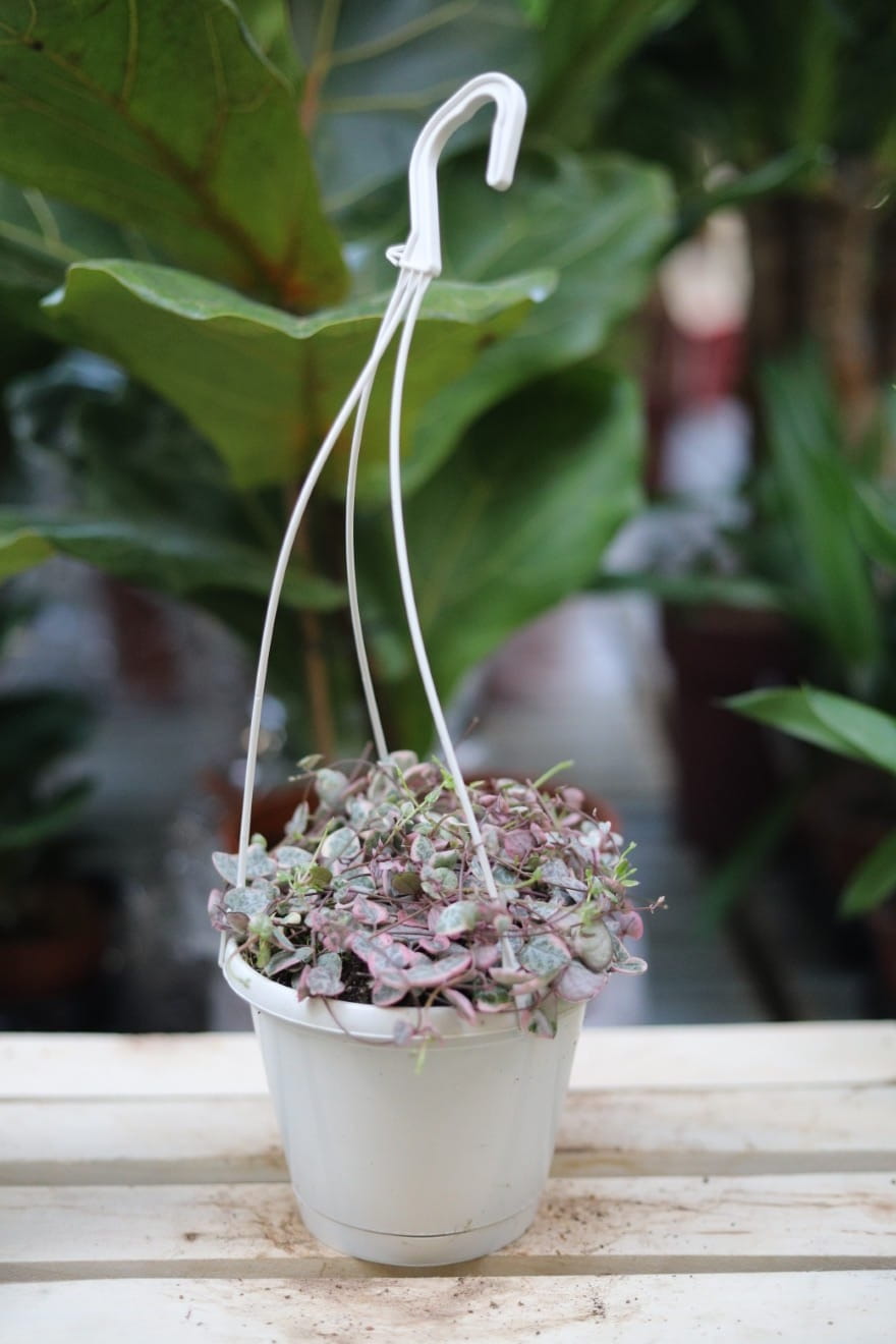 Ceropegia woodii variegata – efektowna roślina zwisająca o delikatnych, sercowatych liściach z jasną variegacją. Doskonała do wiszących donic i półek.