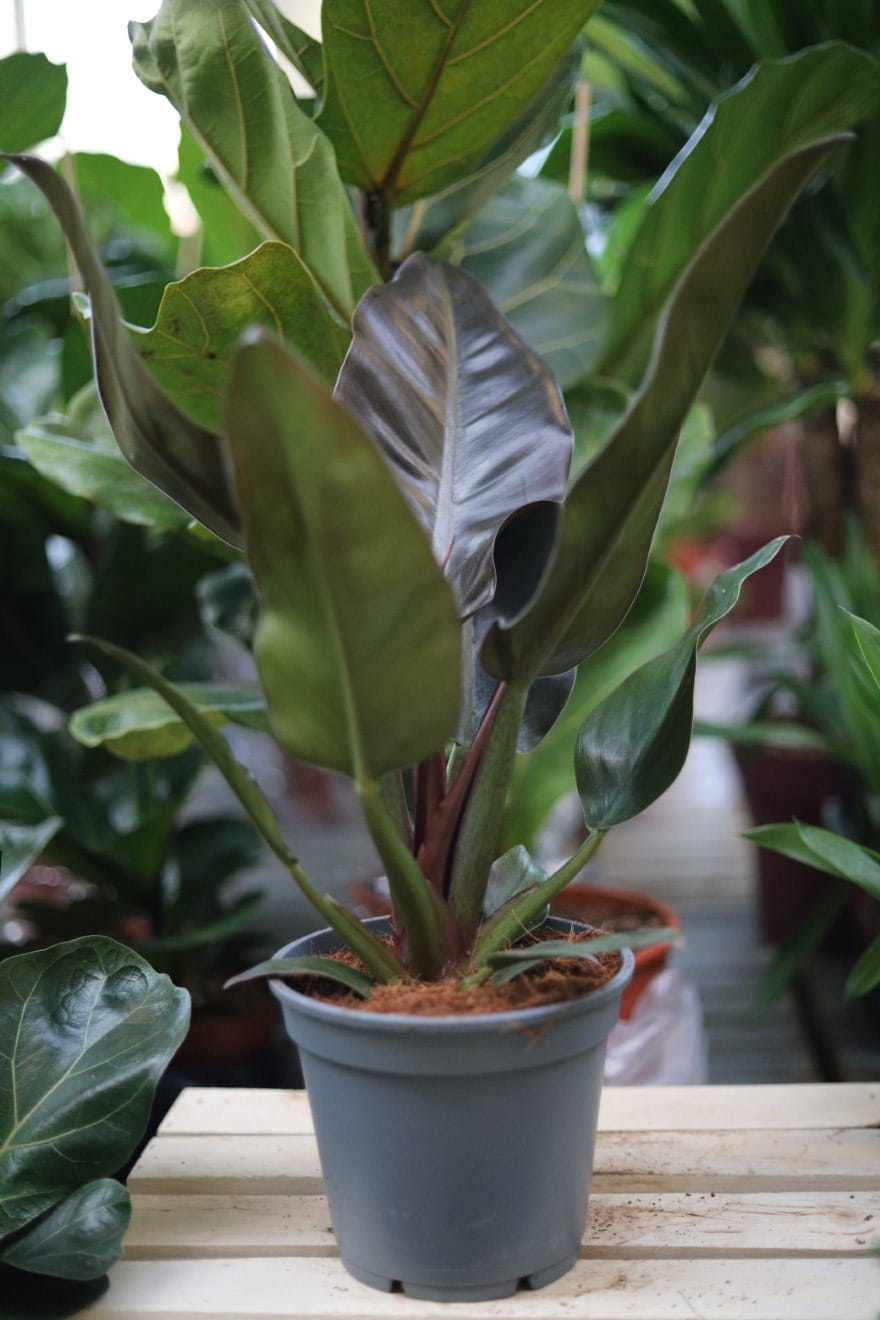 Philodendron Imperial Red XL to okazała roślina doniczkowa o intensywnie czerwonych, dekoracyjnych liściach. Egzotyczny filodendron idealny do wnętrz i kolekcji.
