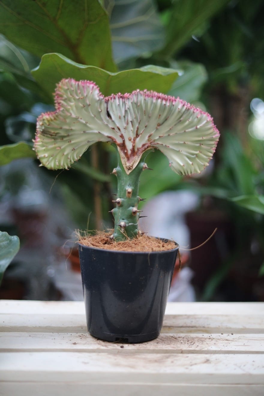 Zbliżenie pędów Euphorbia lactea 'Cristata' ukazujące falistą strukturę i dekoracyjne przebarwienia. Roślina o nietypowym, kolekcjonerskim wyglądzie.