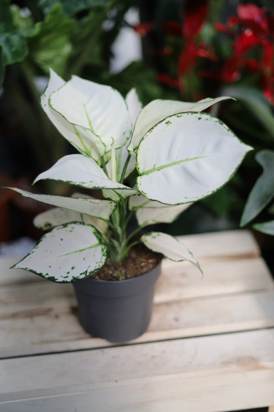 Aglaonema White Joy – efektowna roślina doniczkowa o dużych liściach z delikatną kremową variegacją. Idealna do nowoczesnych i tropikalnych aranżacji wnętrz.