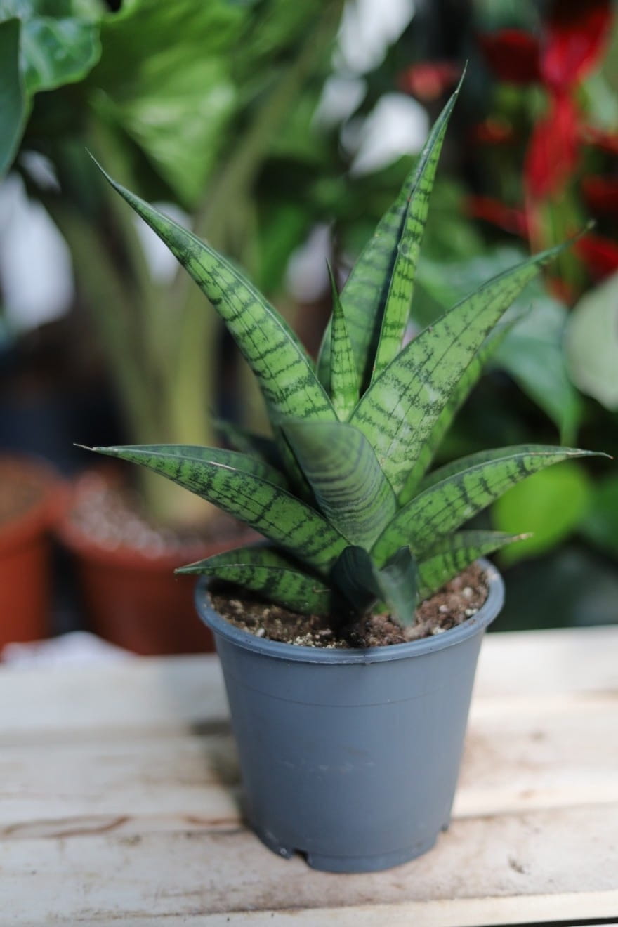 Sansevieria ‘Tough Lady’ – wytrzymała roślina doniczkowa o sztywnych, zielonych liściach i subtelnym, naturalnym wzorze. Idealna do nowoczesnych wnętrz.