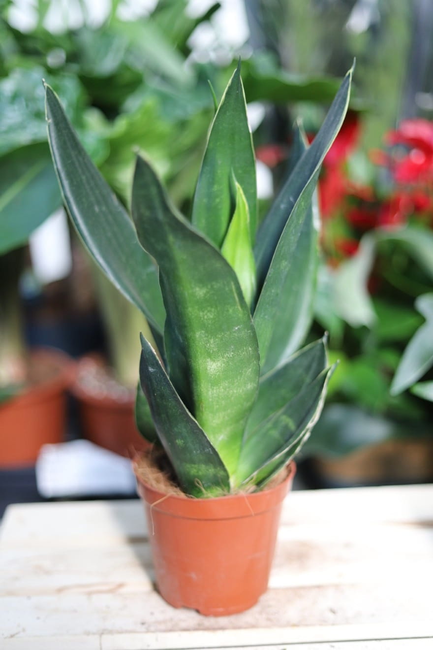Sansevieria Dark Diamond – elegancka roślina doniczkowa o ciemnozielonych liściach z subtelnym marmurkowym wzorem. Idealna do nowoczesnych i minimalistycznych wnętrz.