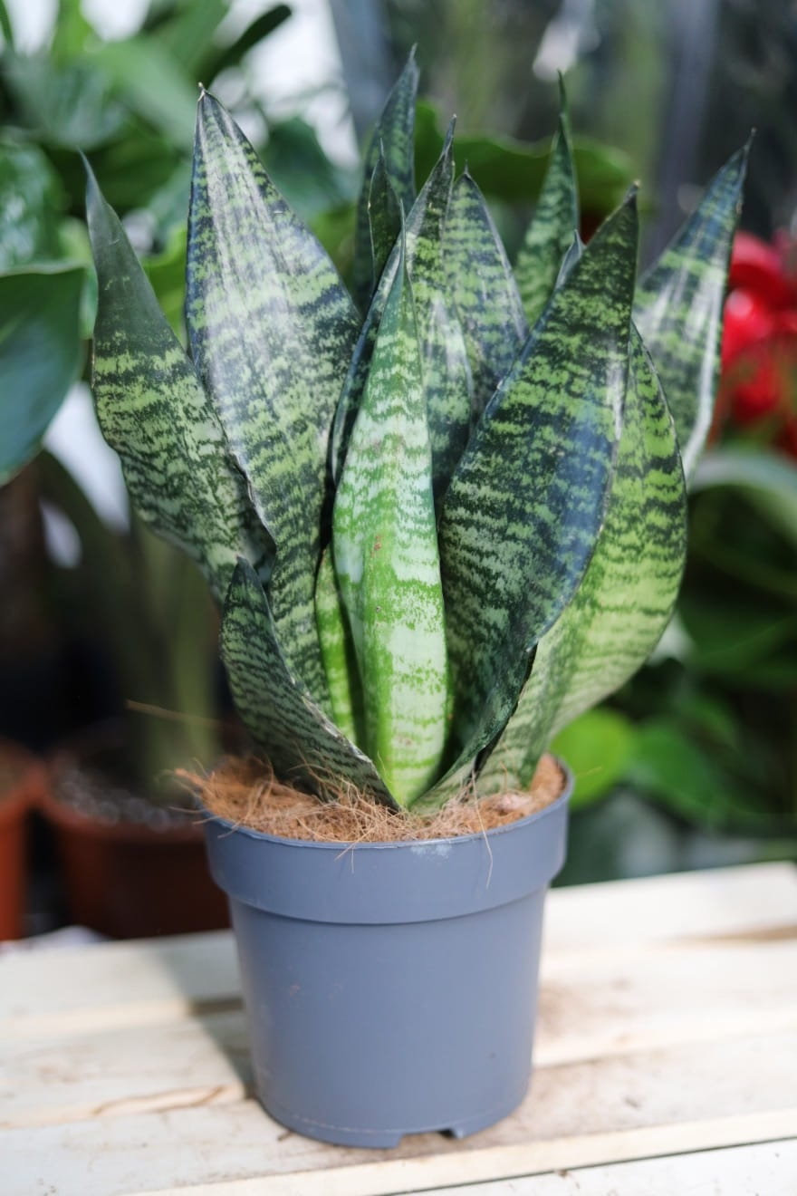 Sansevieria zeylanica (Sansewieria) L (2).JPG