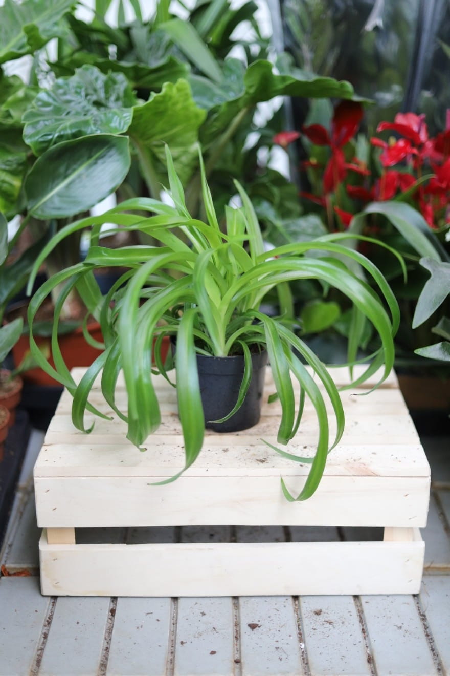Chlorophytum comosum 'Green Bonnie' M (Zielistka) (1).JPG