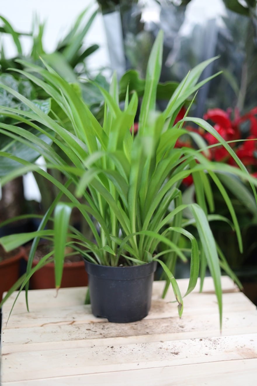 Chlorophytum ‘Lemon’ – efektowna roślina doniczkowa o jasnych, limonkowo-zielonych liściach. Idealna do nowoczesnych i jasnych wnętrz.