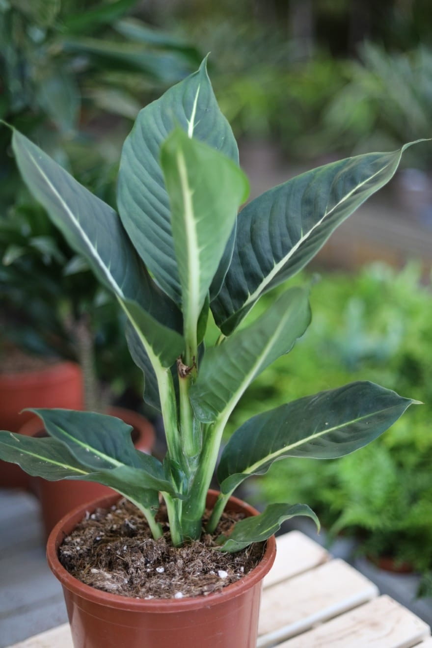Dieffenbachia Green Magic L – efektowna roślina doniczkowa o dużych, zielonych liściach z dekoracyjnymi jasnymi wzorami. Idealna do nowoczesnych i tropikalnych wnętrz.
