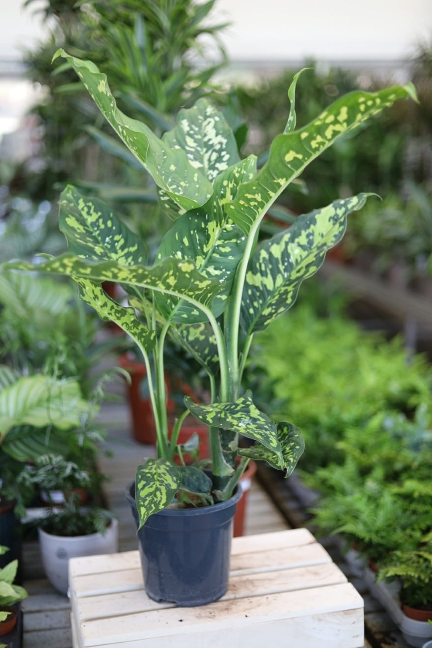 Dieffenbachia Spotty XL