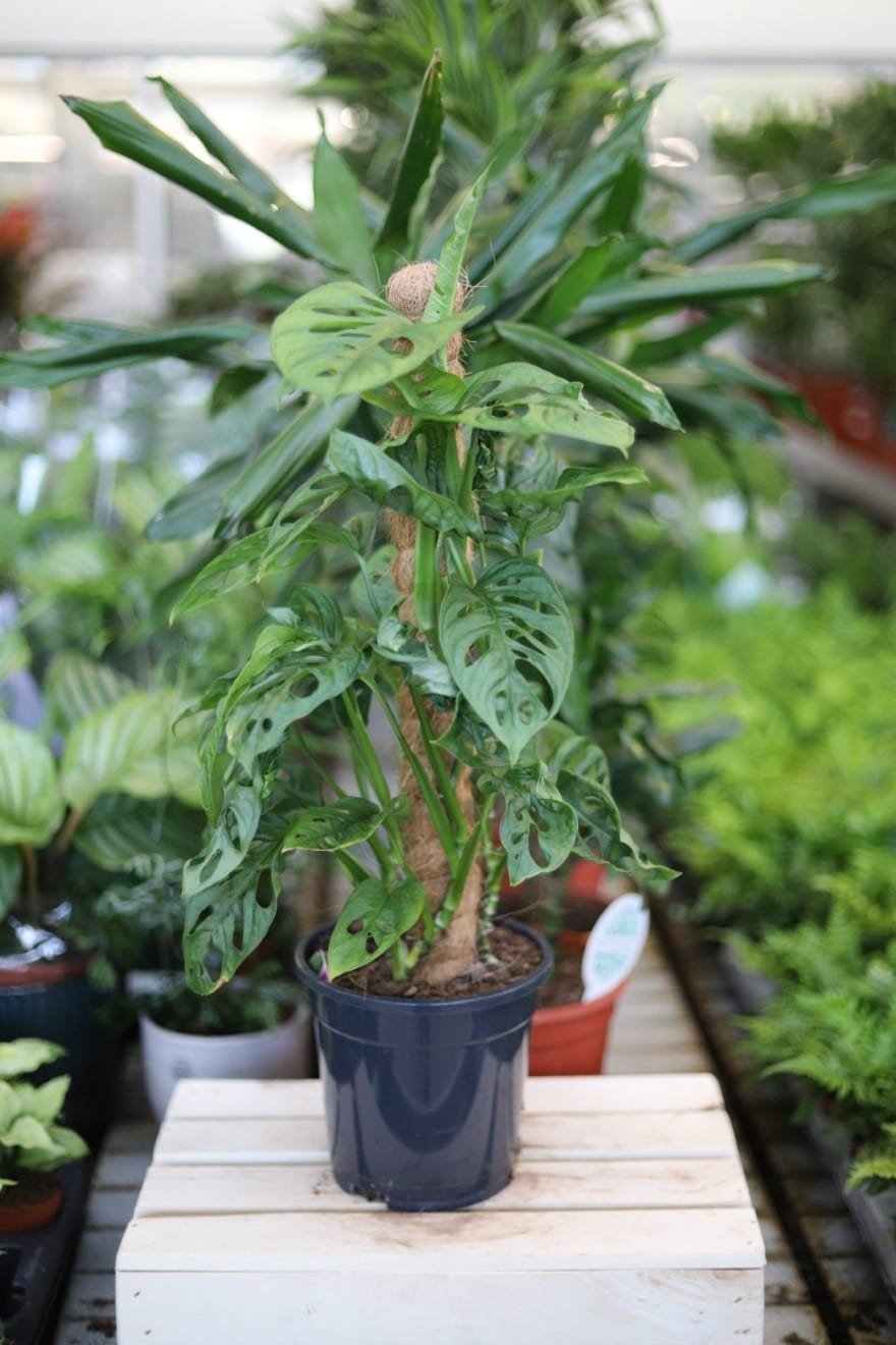 Monstera Adansonii XL (Monkey Mask) to pnąca roślina o liściach z charakterystycznymi dziurami. Egzotyczna monstera idealna do wnętrz i stylu urban jungle.