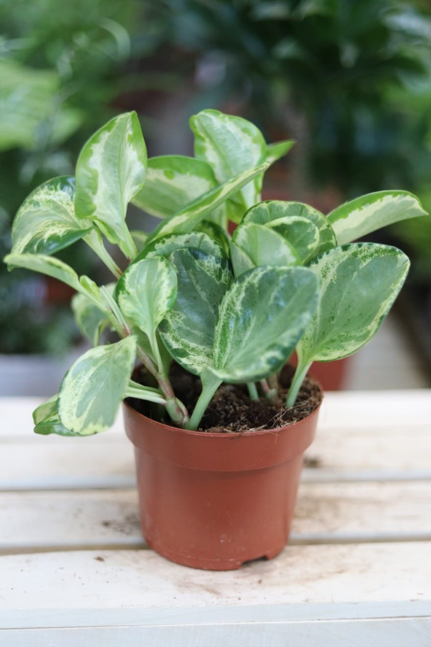 Peperomia ‘Golden Gate’ – dekoracyjna roślina doniczkowa o jasnozielonych liściach z kremową variegacją. Idealna do wnętrz w stylu nowoczesnym i urban jungle.