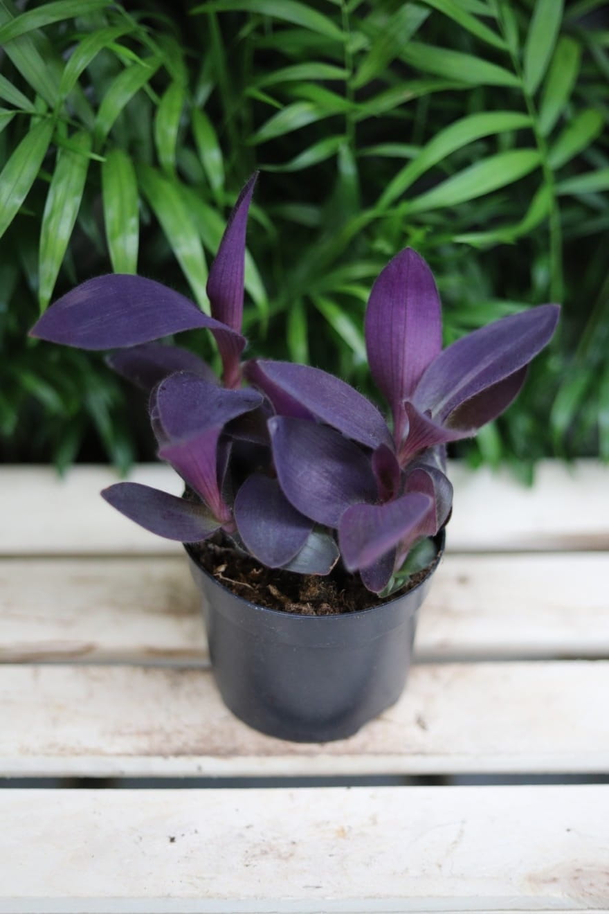 Trzykrotka ‘Purple Heart’ – efektowna roślina doniczkowa o intensywnie fioletowych, lancetowatych liściach. Idealna do wiszących donic i nowoczesnych wnętrz.