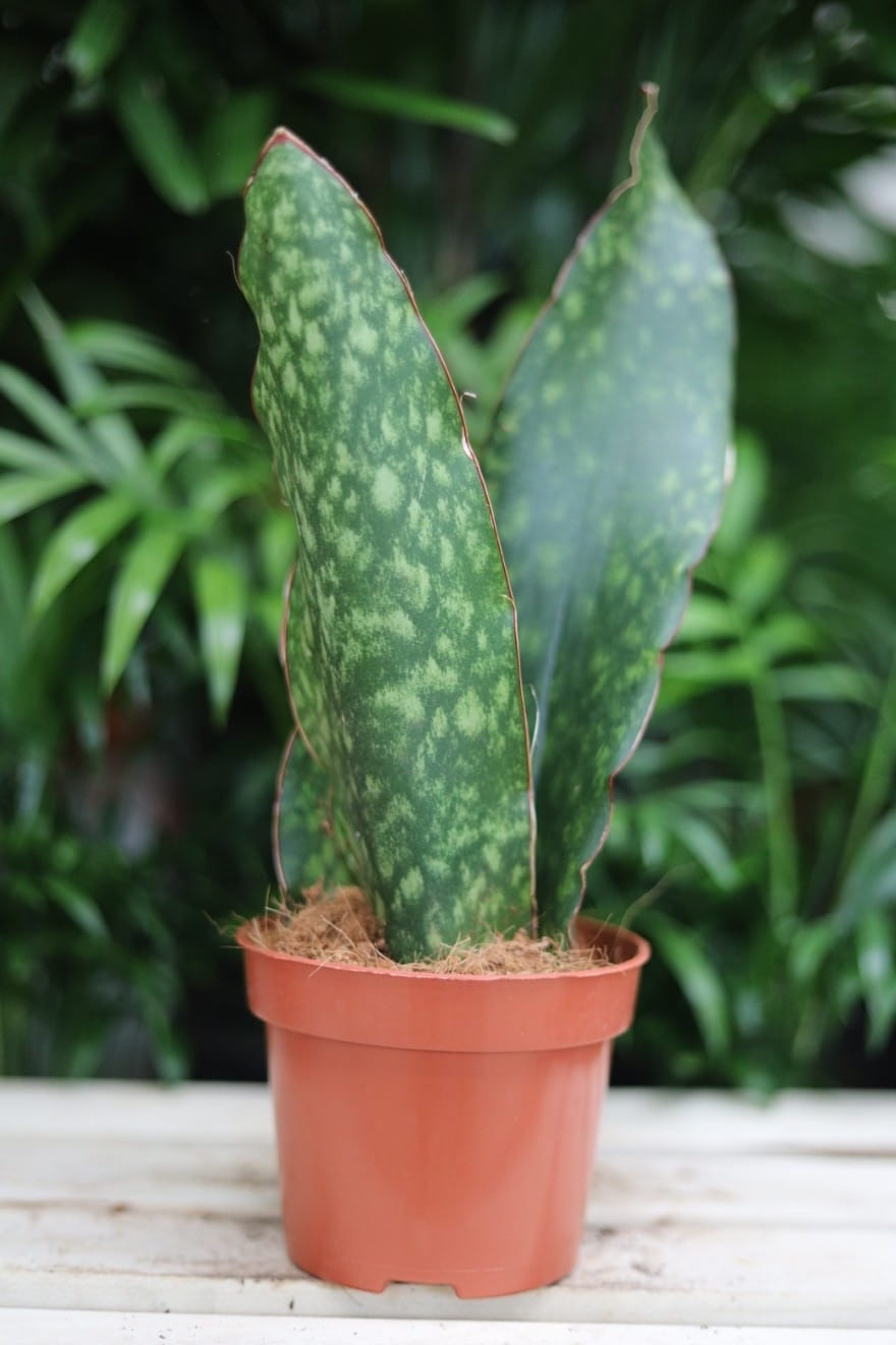 Sansevieria aubrytiana – efektowna roślina doniczkowa o szerokich, sztywnych liściach z delikatnym, naturalnym wzorem. Idealna do nowoczesnych wnętrz.