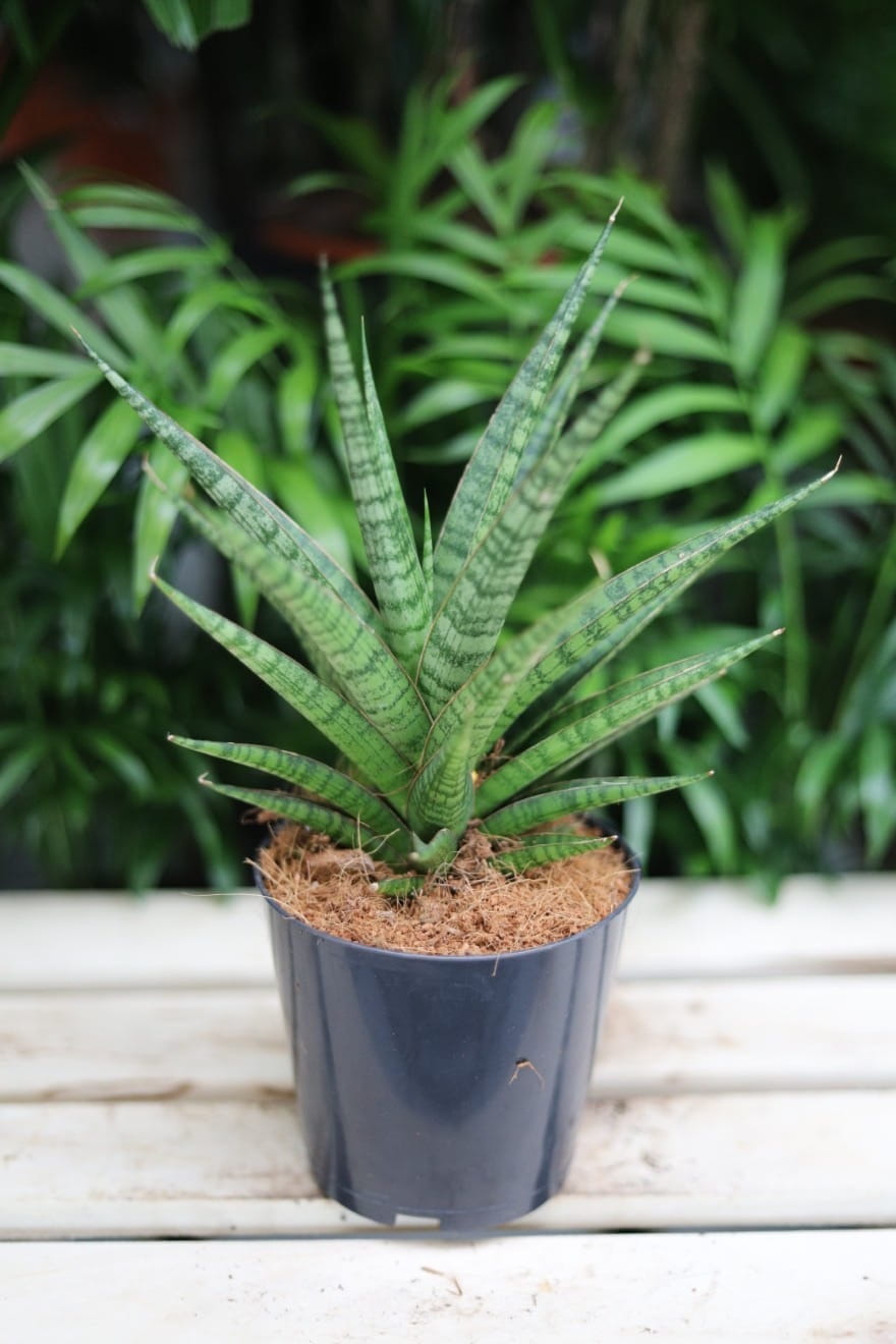 Sansevieria ‘Boogie Woogie’ – efektowna roślina doniczkowa o falistych, sztywnych liściach w odcieniach zieleni i srebra. Idealna do nowoczesnych wnętrz.