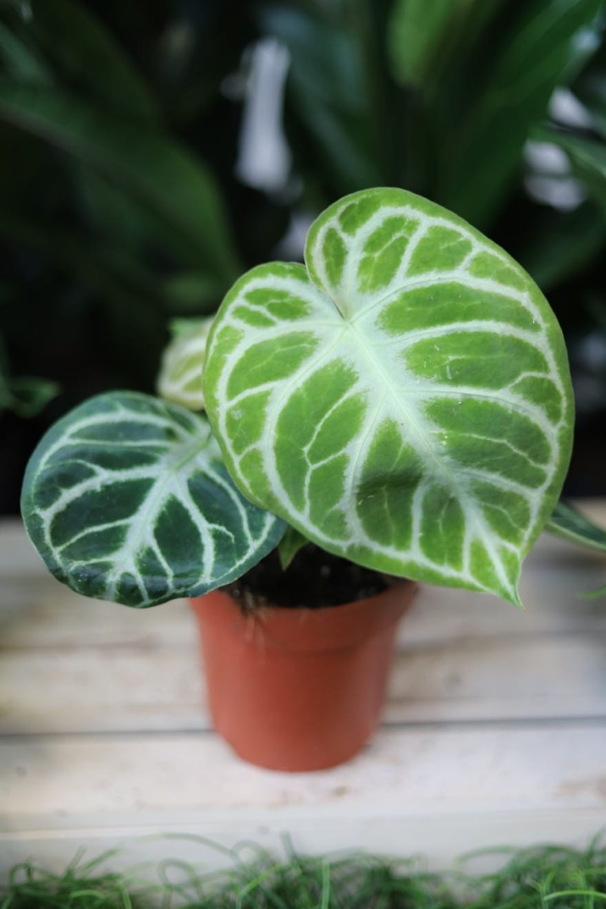 Anthurium ‘Silver Blush’ – dekoracyjna roślina doniczkowa o aksamitnych, zielonych liściach z delikatnym srebrzystym unerwieniem. Idealna do eleganckich wnętrz.