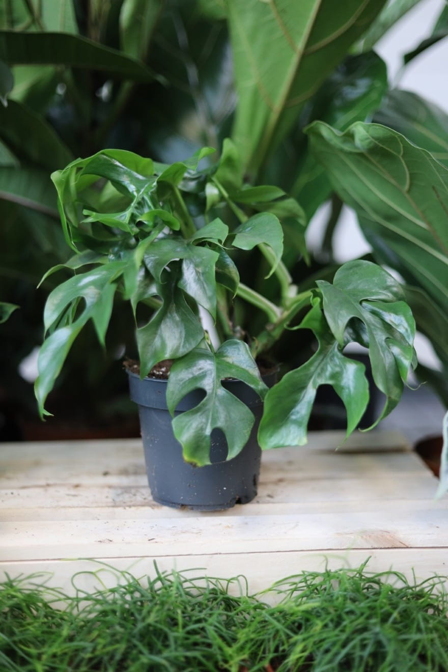 Monstera Minima