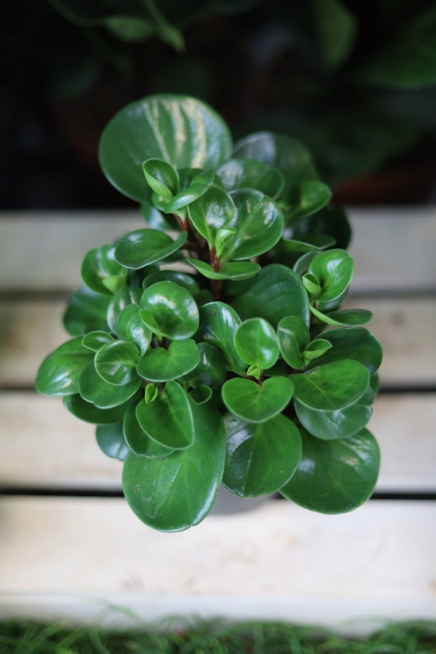 Peperomia obtusifolia (Peperomia tępolistna) (1).JPG
