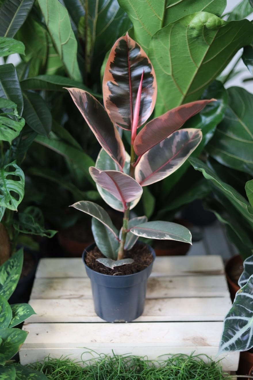 Ficus elastica Belize, znany jako fikus sprężysty, to efektowna odmiana o różowo-zielonych liściach z jasnym, kremowym obrzeżeniem. Ta elegancka roślina doniczkowa wprowadza do wnętrza kolor i tropikalny klimat, a przy tym jest łatwa w pielęgnacji.