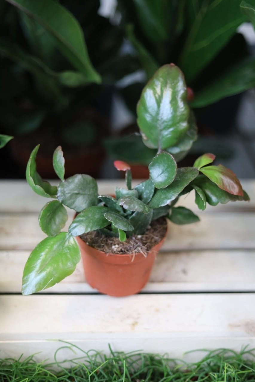 Rhipsalis pachyptera ‘Rubra’ – dekoracyjny kaktus epifityczny o długich, zwisających pędach z delikatnym, czerwonawym wybarwieniem.