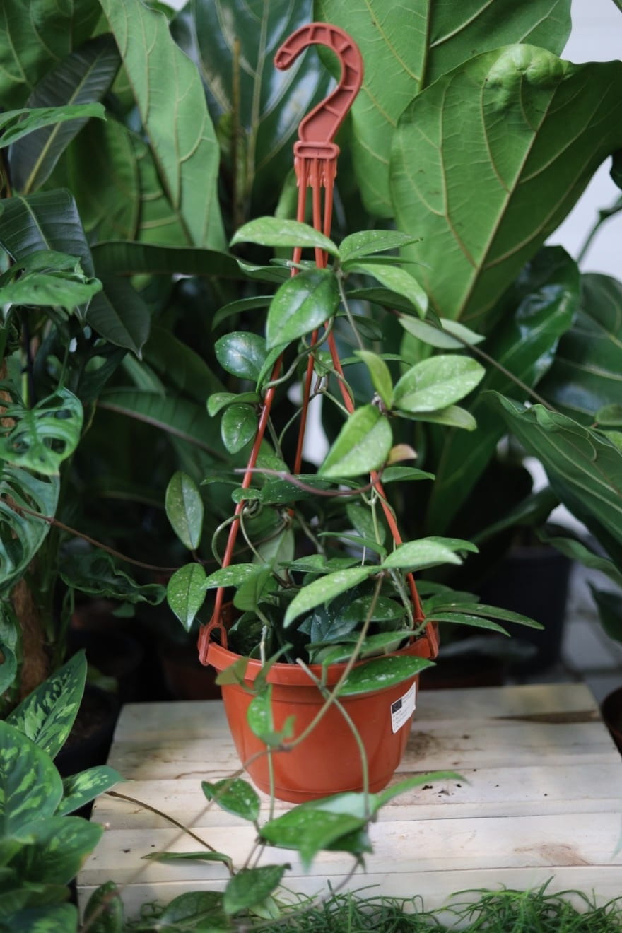 Hoya carnosa ‘Splash’ XL w aranżacji wnętrza – tropikalna roślina doniczkowa, która wprowadza do przestrzeni lekkość, świeżość i egzotyczny charakter.